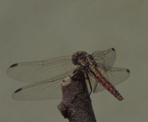 Trithemis annulata, femmina  (Libellulidae)